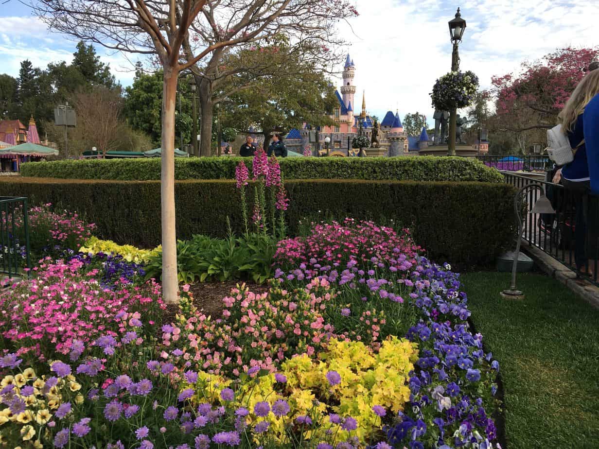 Disneyland spring flowers