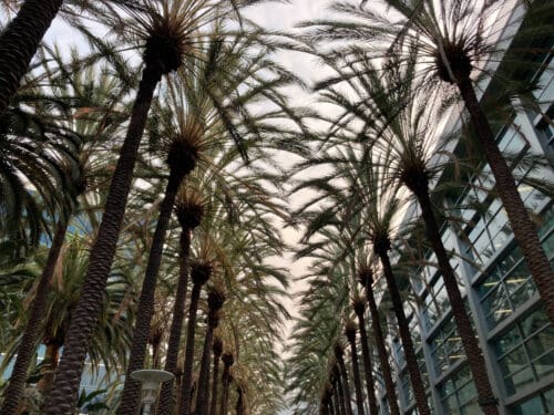 Disneyland LA Olympics Palm Trees